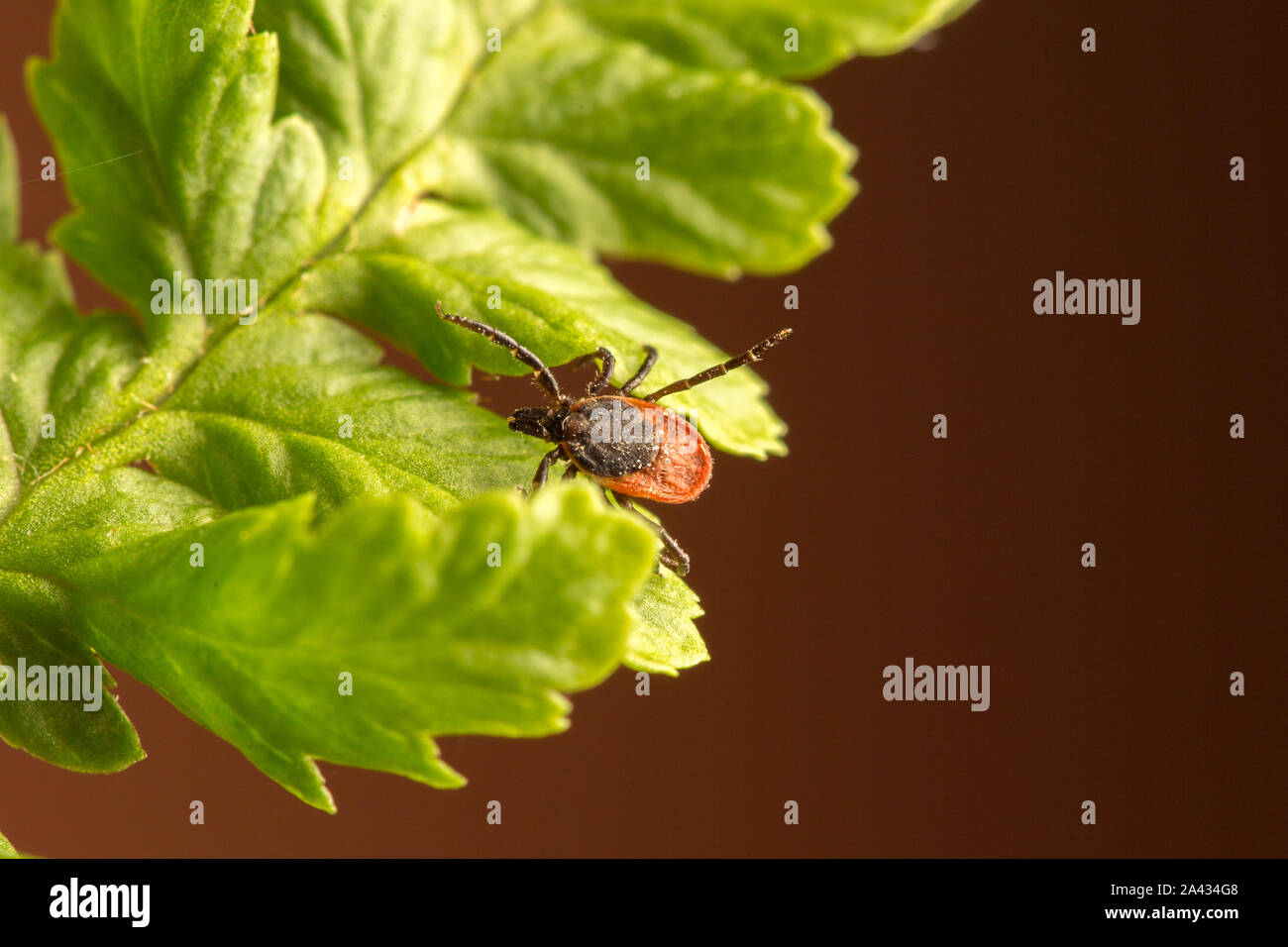 Female of the tick sitting on a leaf, brown background. A common European parasite attacking also humans. Stock Photo