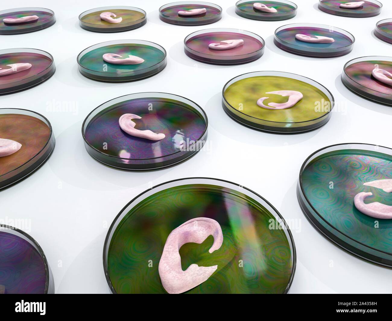 Tissue Growing Growing human tissues, conceptual illustration Stock Photo - Alamy