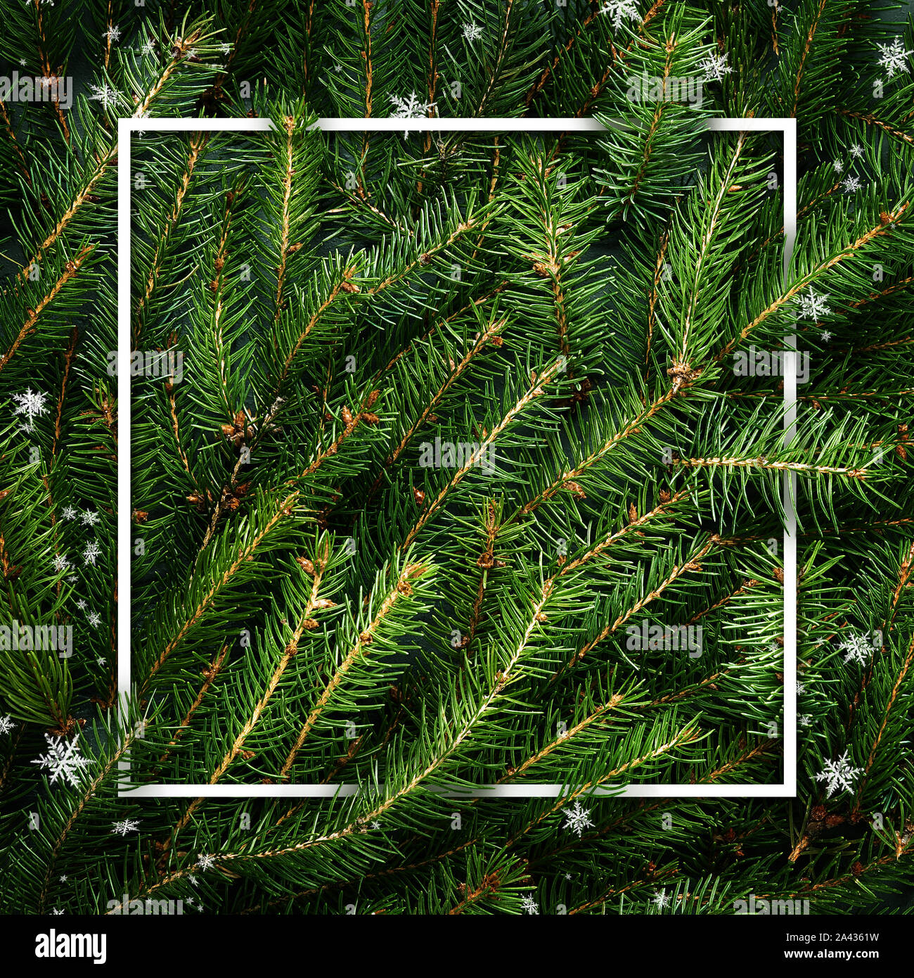 Christmas tree branches with snow. Frame of green branch. Festive Xmas ...