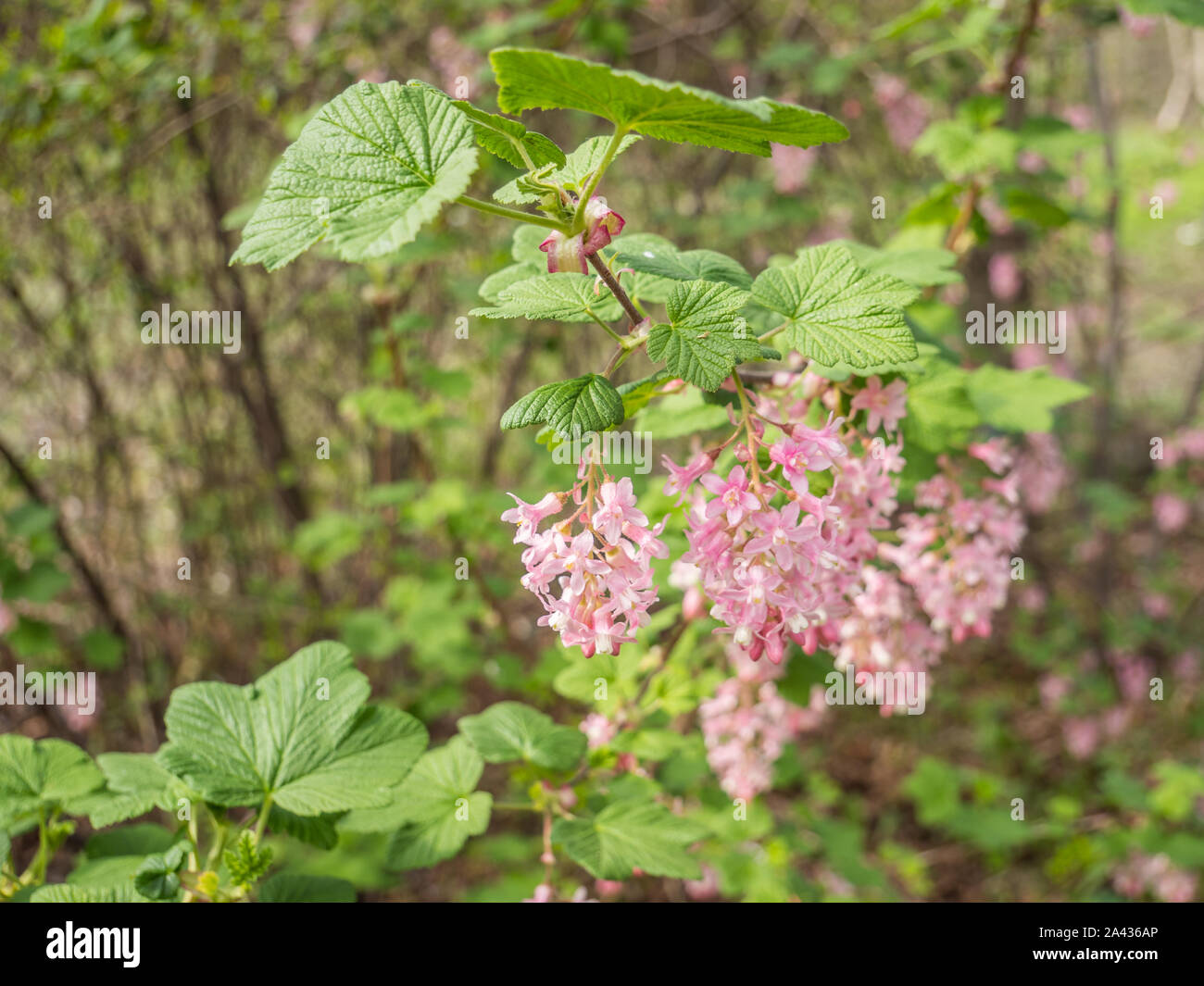 Blooming Bloodcurrant, Ribes sanguineum Stock Photo