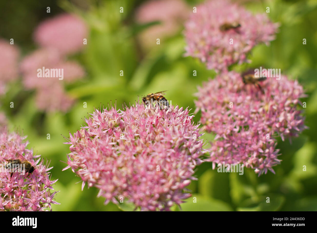 close up of sedum spectabile Stock Photo