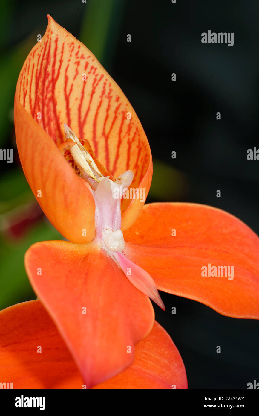Single Flowered Disa - Disa uniflora  Firebird  Closeup of flower Stock Photo