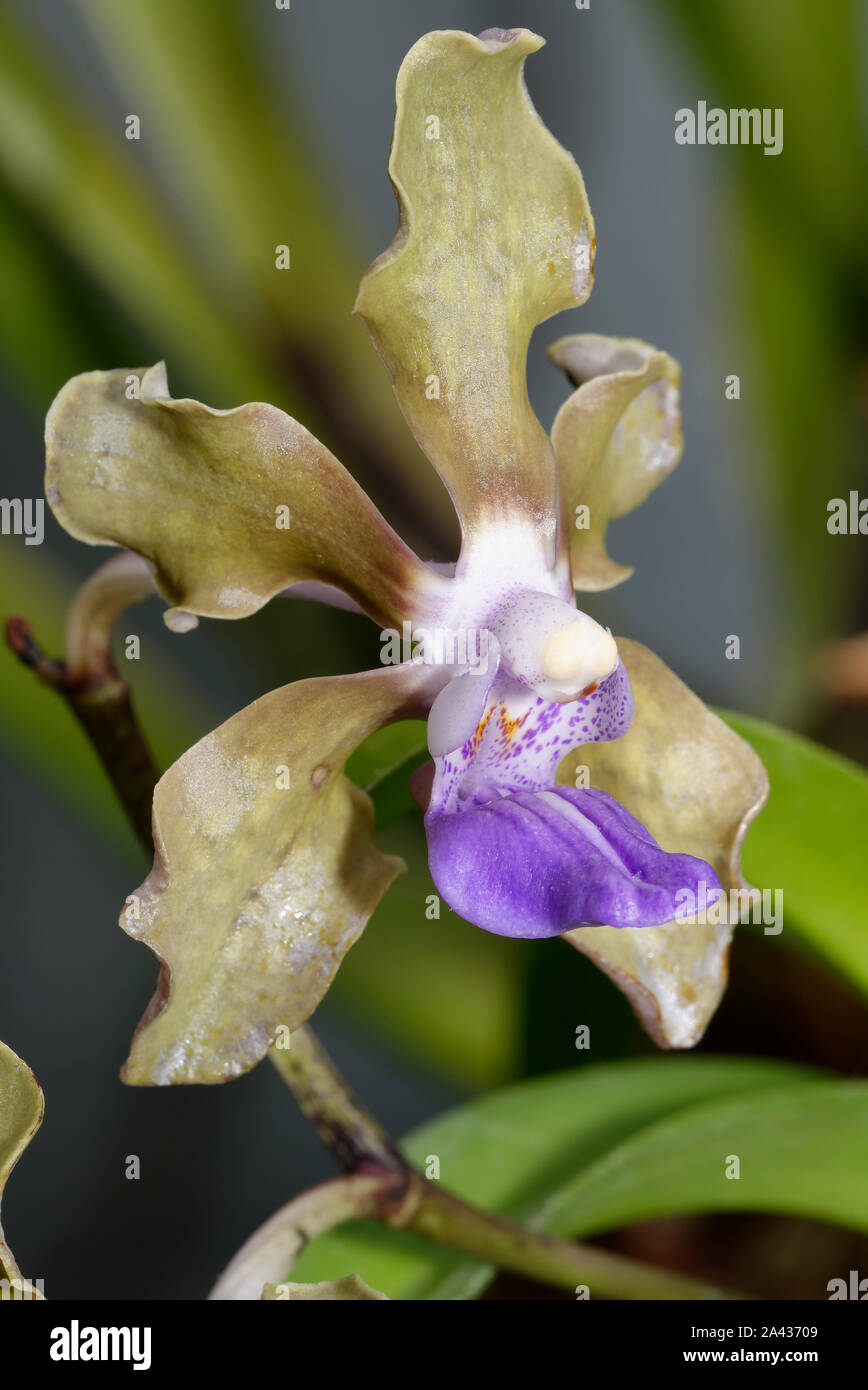 Vanda tessellata Orchid  An epiphite from India & China Stock Photo