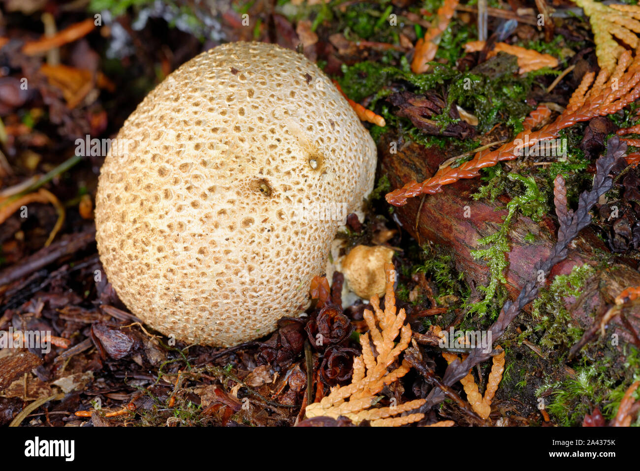 Common Earthball - Seleroderma citrinum  a common woodland fungus Stock Photo