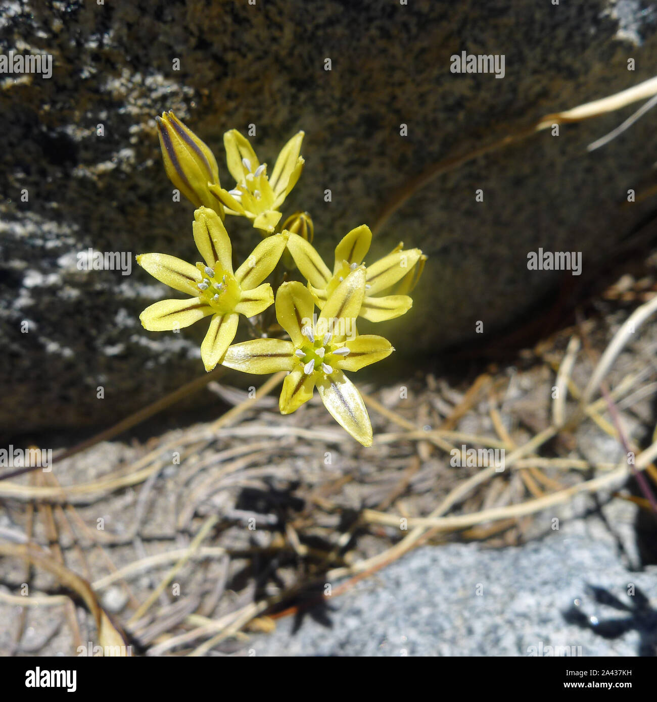 Triteleia ixioides, known as prettyface or golden star is a monocotyledon flowering plant in the genus Triteleia. Emerald Bay State Park, Lake Tahoe. Stock Photo