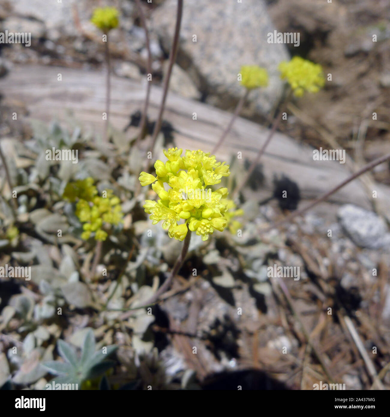 Eriogonum umbellatum. Lake Tahoe,  Emerald Bay State Park. Stock Photo