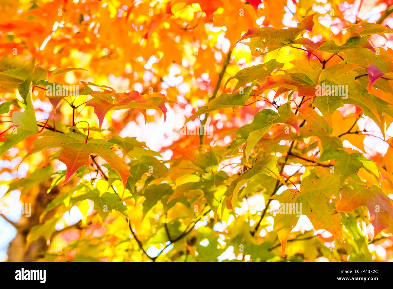 Maple branch usa hi-res stock photography and images - Alamy
