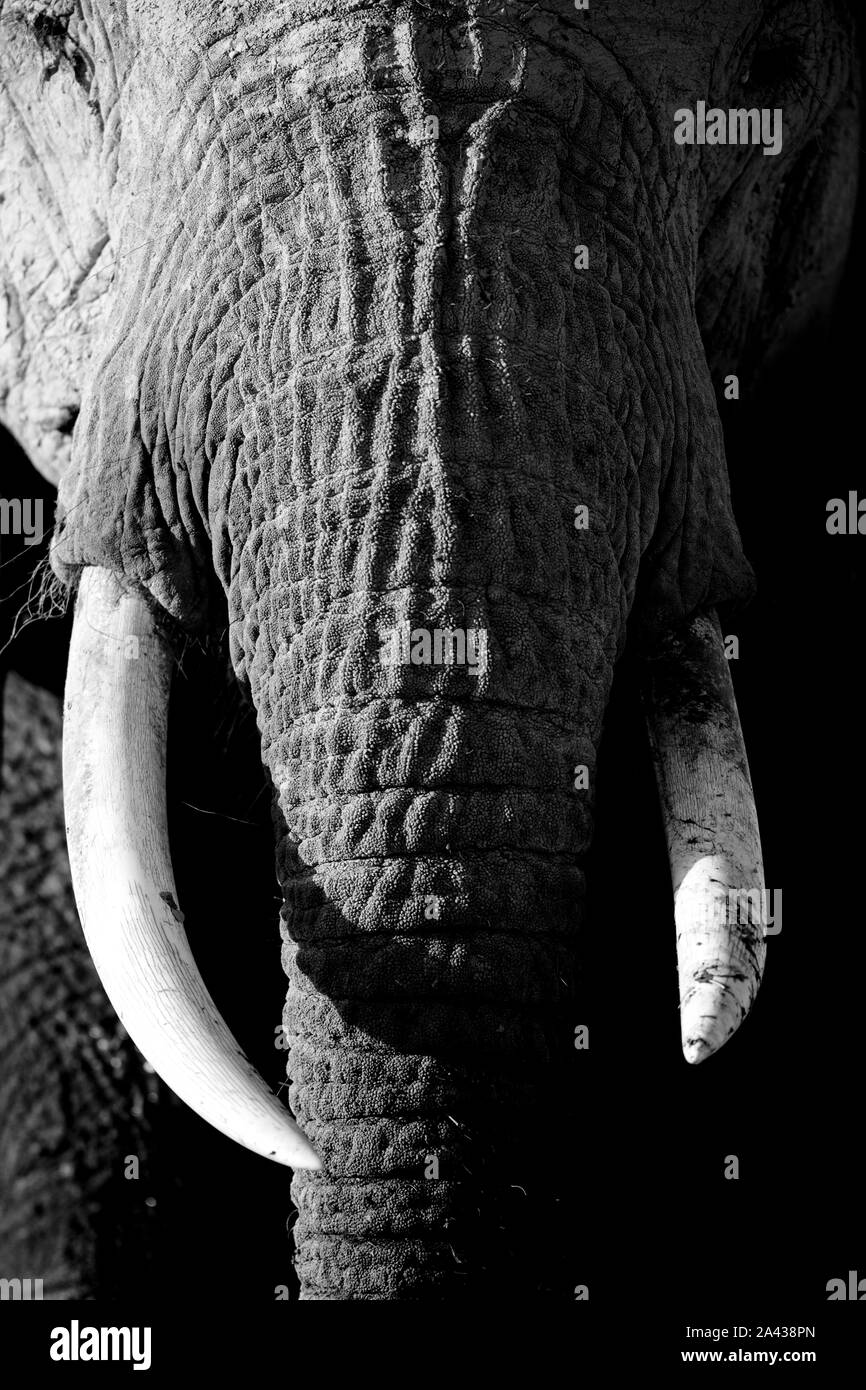 Elefante africano, Parque Nacional de Amboseli, Kenia, Africa Stock Photo