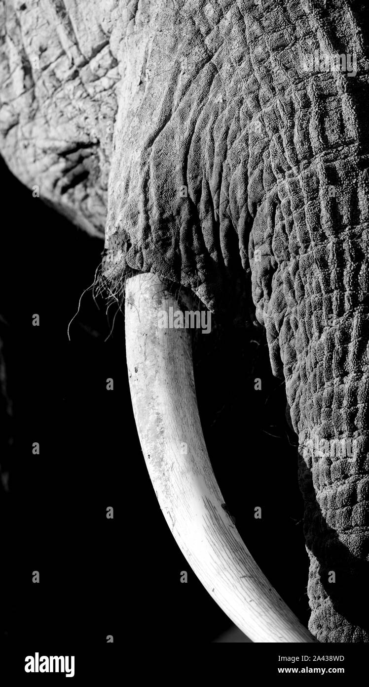 Elefante africano, Parque Nacional de Amboseli, Kenia, Africa Stock Photo