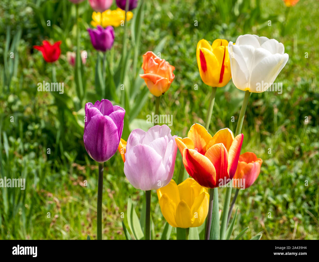 colorful Tulip meadow field in spring Stock Photo - Alamy