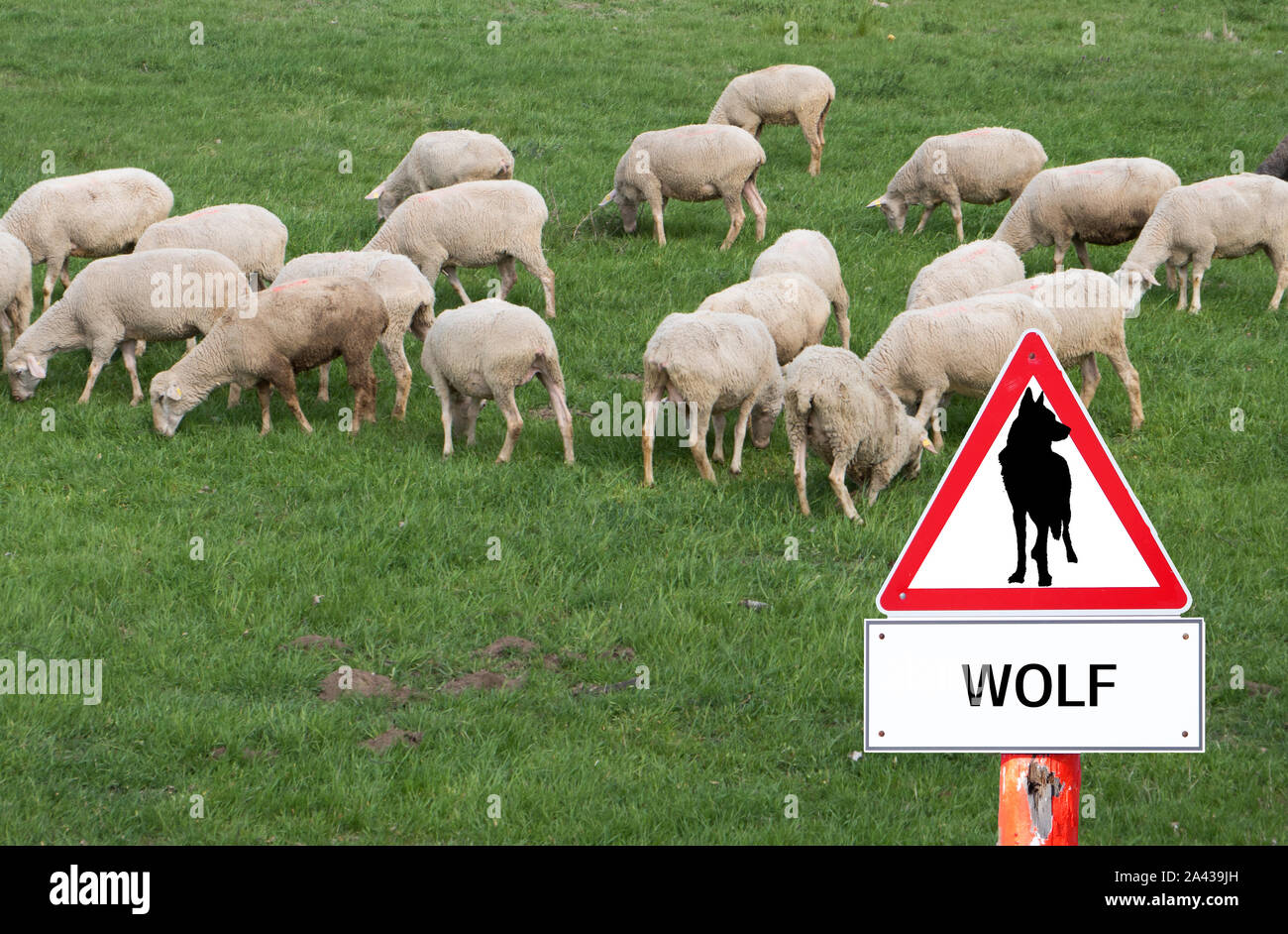 Warning sign Wolf flock of sheep Stock Photo