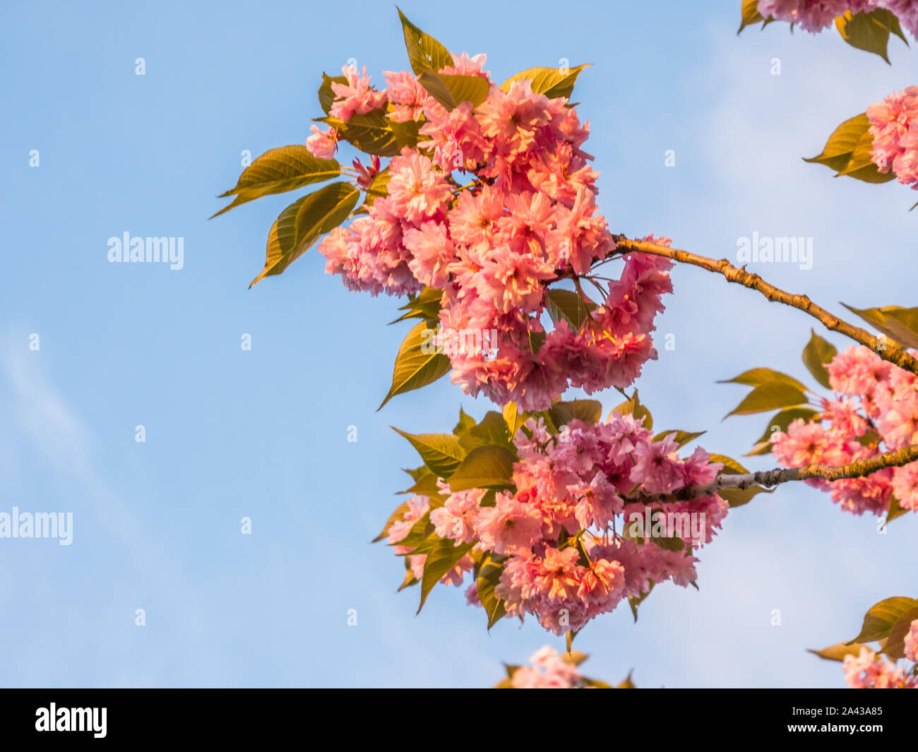 Japanese cherry blossom in spring at sunset Stock Photo