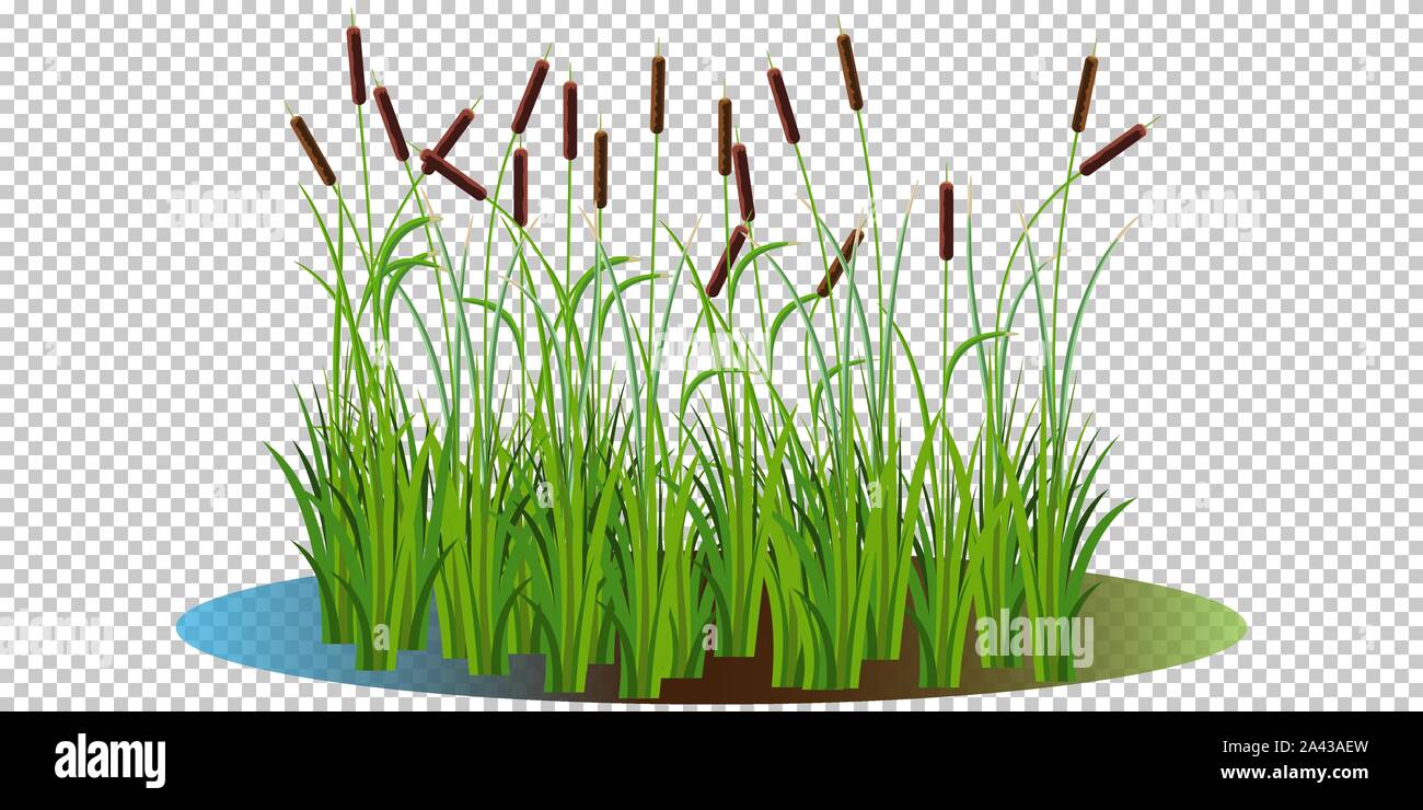 Reed bushes and cattails stem and cane in the swamp natural water vector illustration transparent background. Cartoon props and landscape decoration Stock Vector