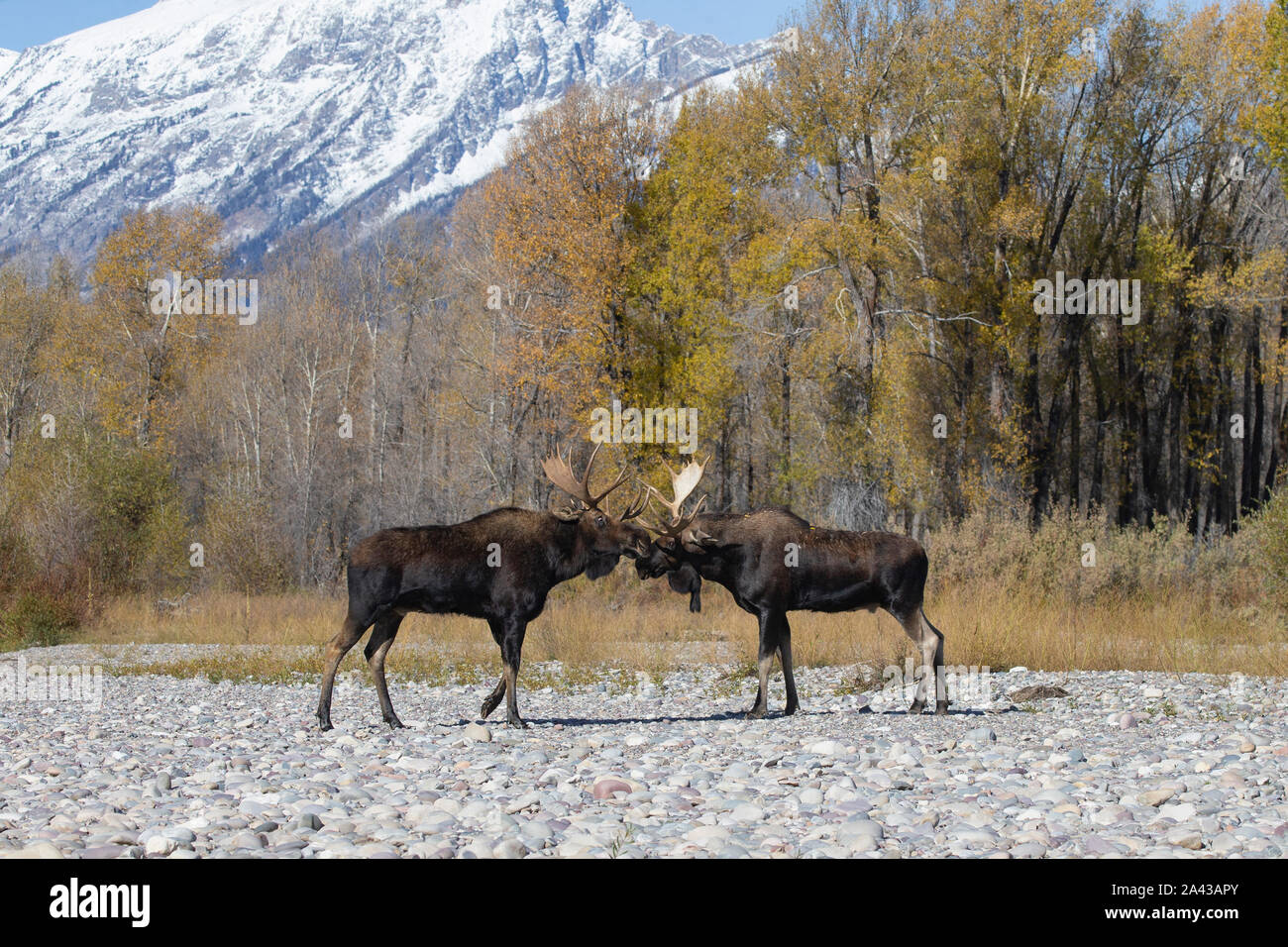 Two Bull Moose (Alces alces) facing off, Grand Teton National Park, Wyoming Stock Photo