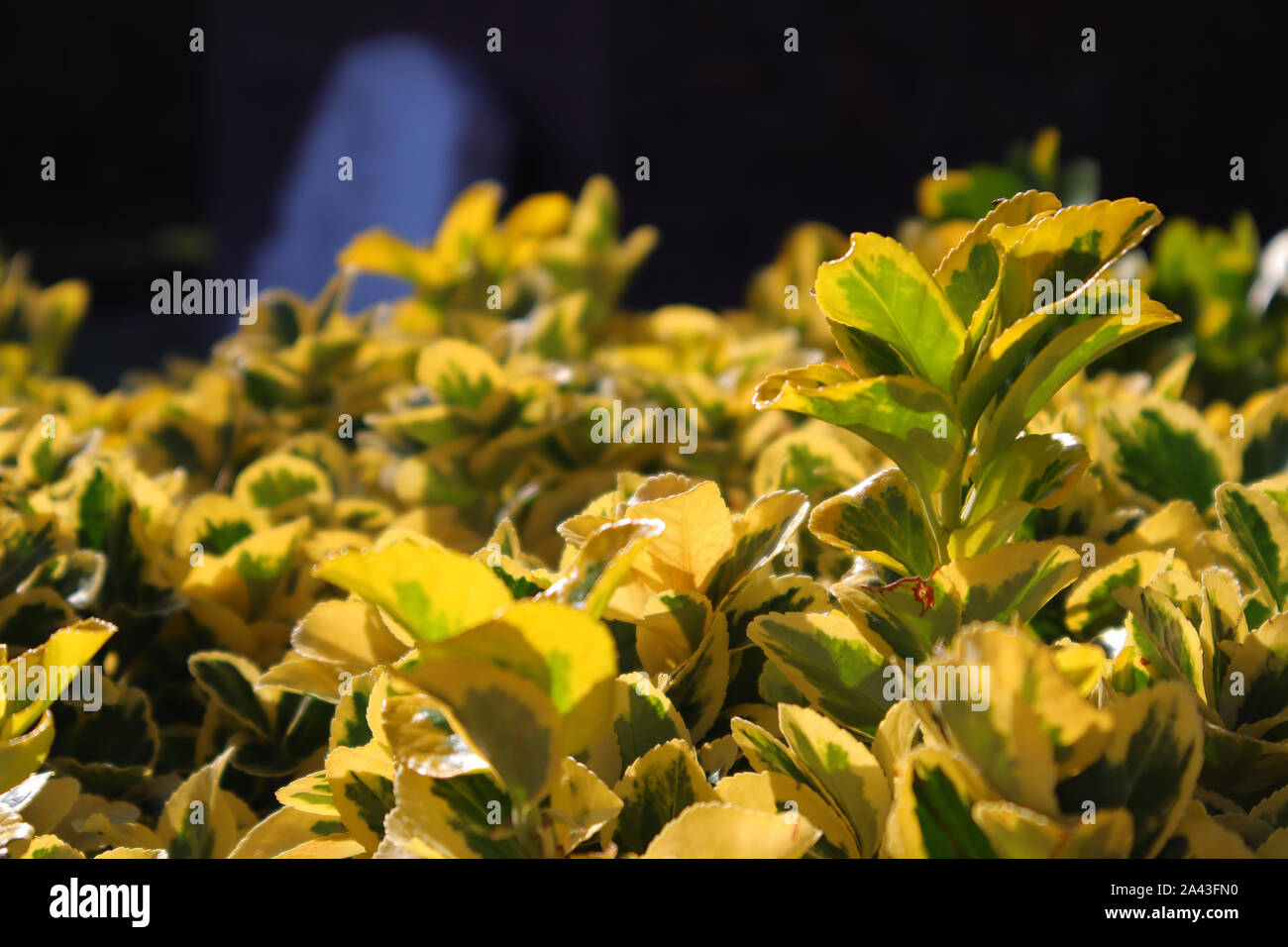 A Yellow and Green Leaves Under the Sunlight in a Garden in Istanbul. Stock Photo