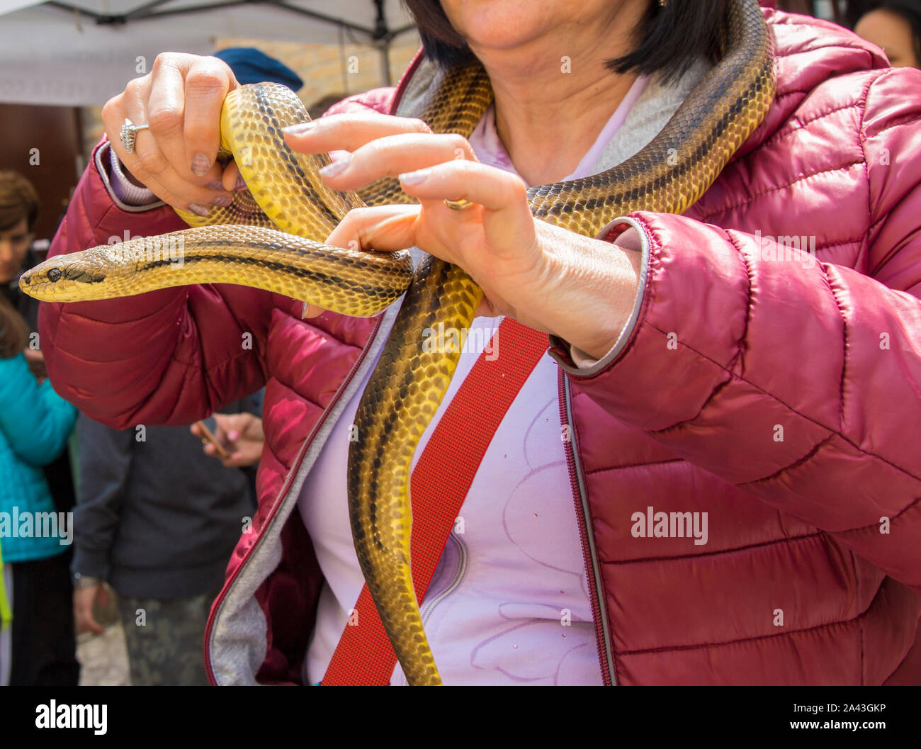 Person snake wrapped hi-res stock photography and images - Alamy