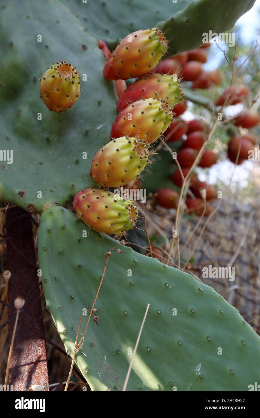 Prickly pear named also Indian fig opuntia, cactus pear, and spineless cactus, in latin Opuntia ficus-indica, close up leaves and fruits Stock Photo