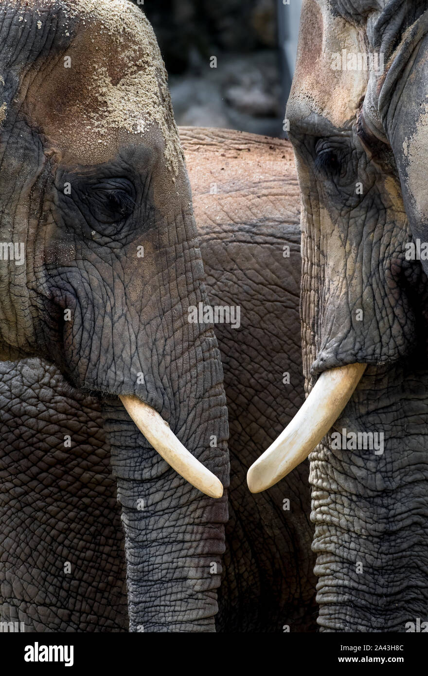 African Elephants With Heads Close Together Stock Photo Alamy