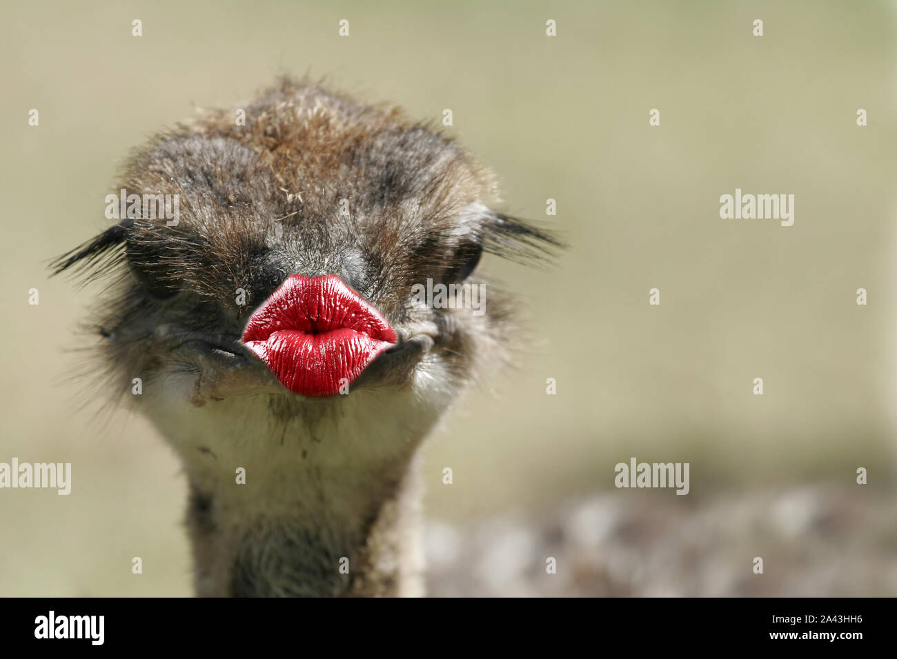 Funny Thank You Kiss Card With Animals Stock Photo Alamy
