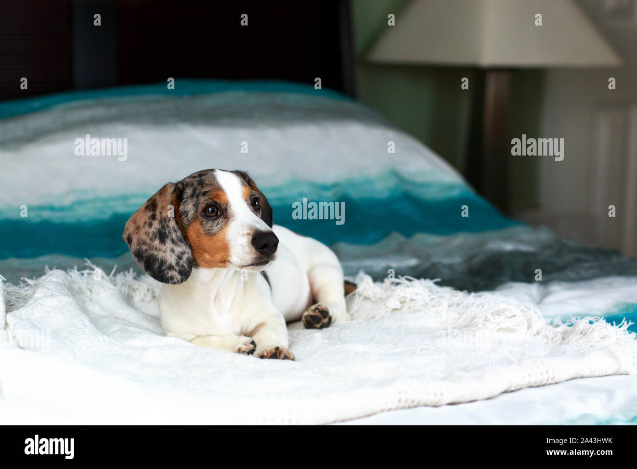 piebald doxie