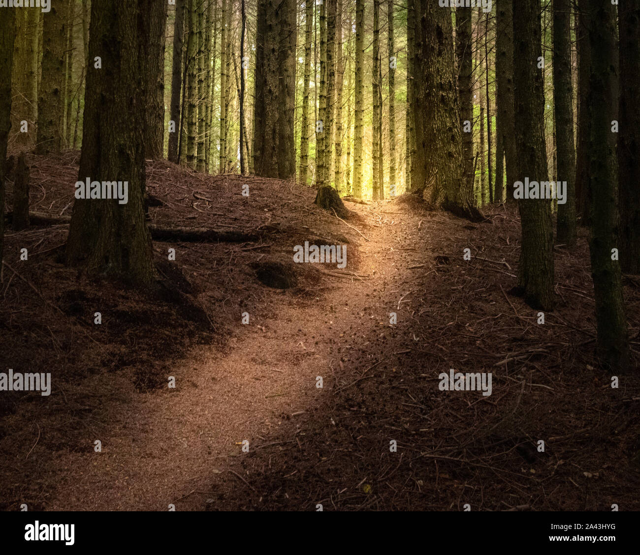 Pathway through the forest, Glencoe Lochan Stock Photo