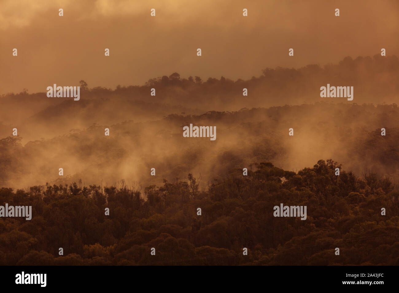 Environmental weeds australia hi-res stock photography and images - Alamy