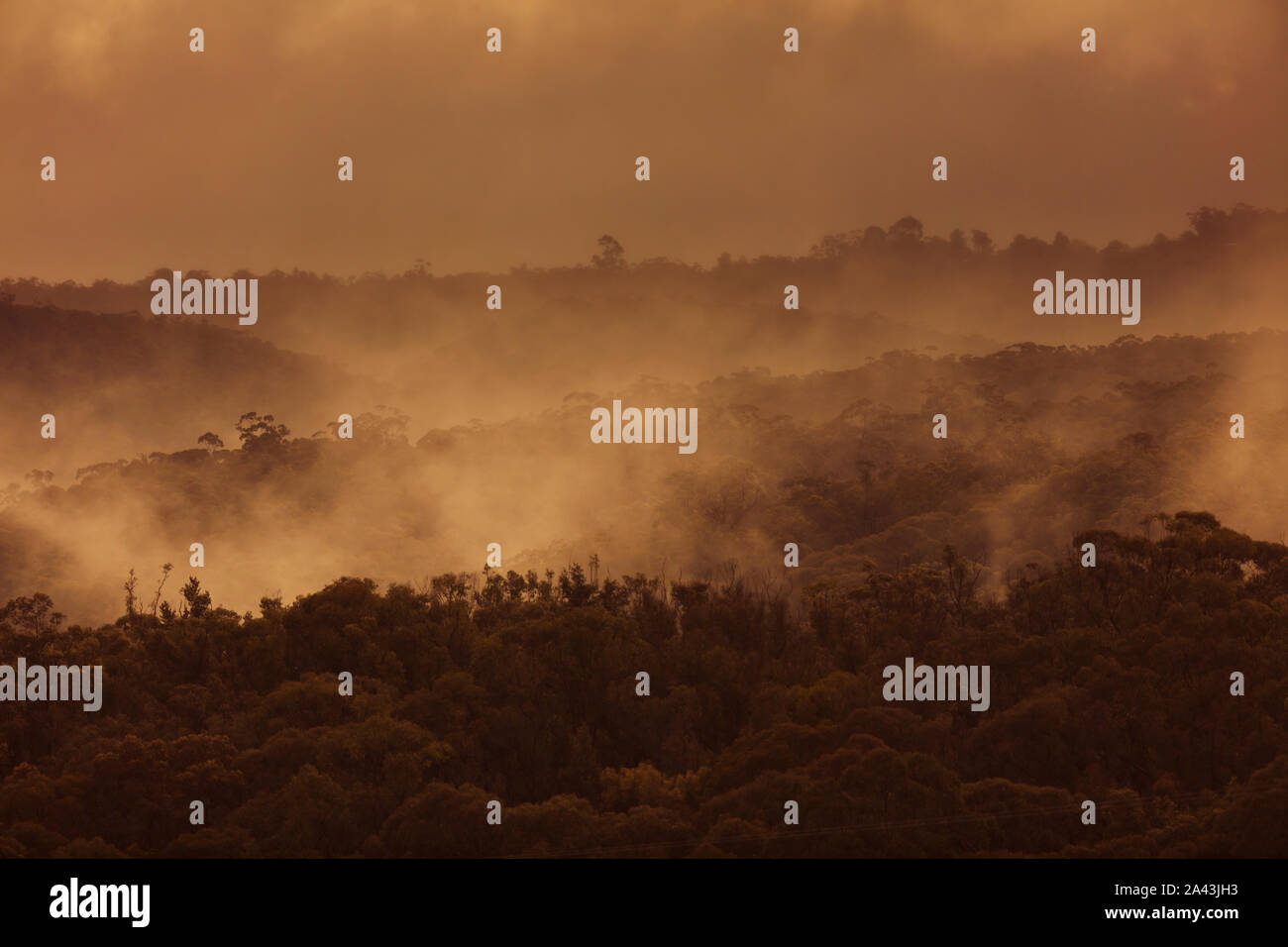 Environmental weeds australia hi-res stock photography and images - Alamy