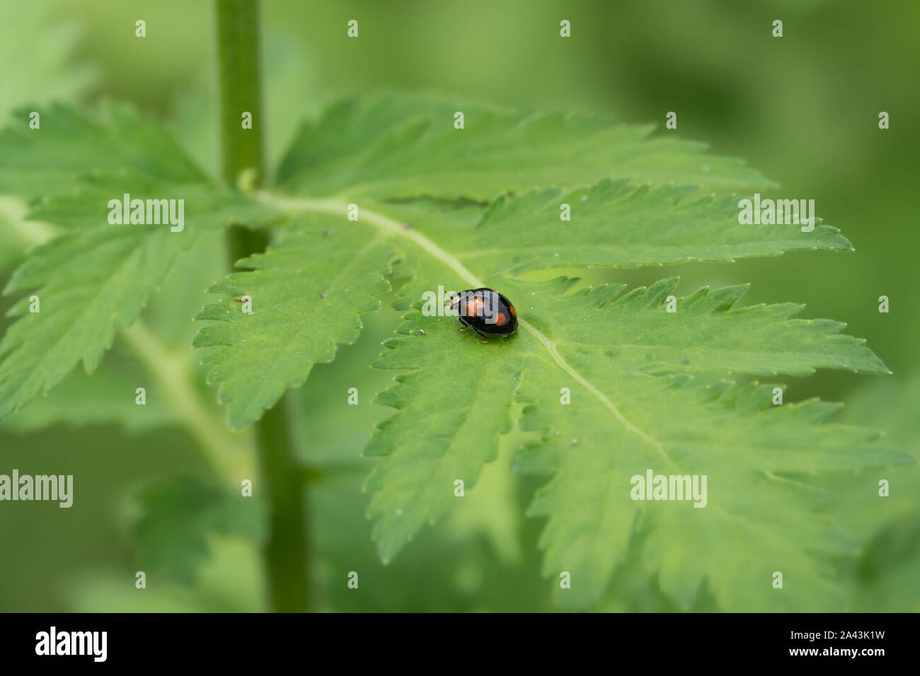 Asian Lady Beetle on Leaf in Springtime Stock Photo