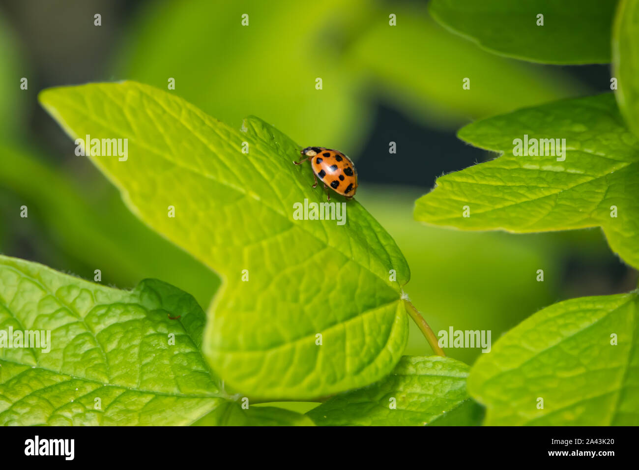 Asian Lady Beetle on Leaf in Springtime Stock Photo
