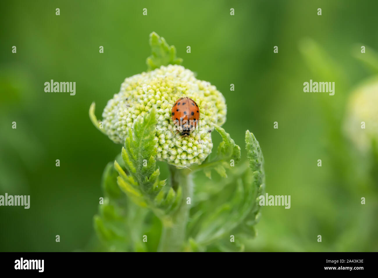 Asian Lady Beetle on Fernleaf Yarrow Flower Buds in Springime Stock Photo