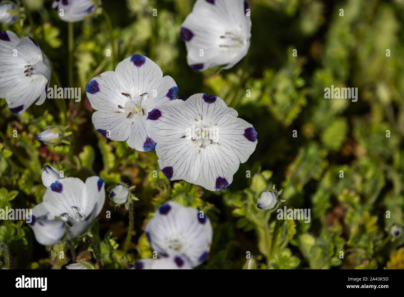 Baby Blue Eyes Flowers in Bloom in Springtime Stock Photo Alamy