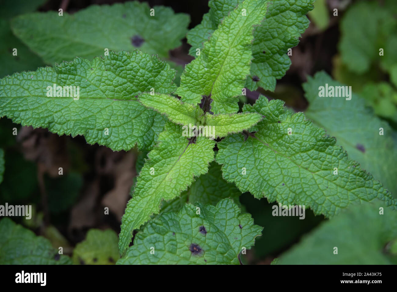 Green figwort hi-res stock photography and images - Alamy