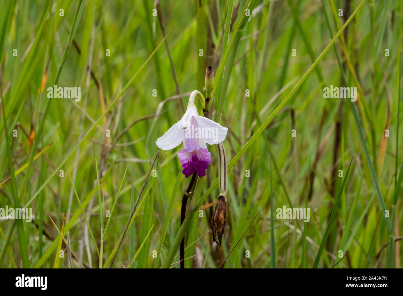 Bamboo Orchid Flower in Bloom Stock Photo