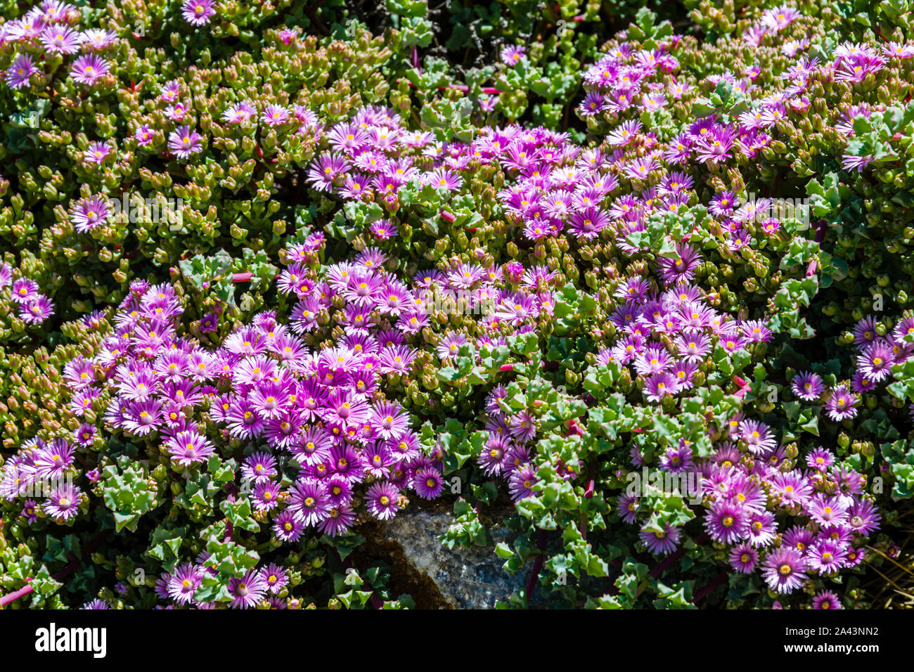 University of California at Santa Cruz Arboretum, Deltoid-Leaved Dew Plant Stock Photo