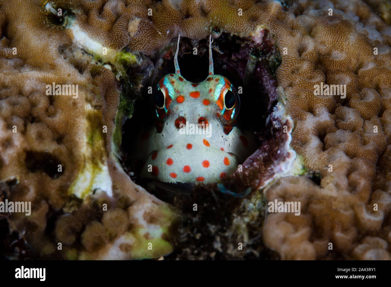 A cute Red-spotted blenny, Blenniella chrysospilos, looks out from its protective home on a healthy coral reef in the Banda Sea of eastern Indonesia. Stock Photo