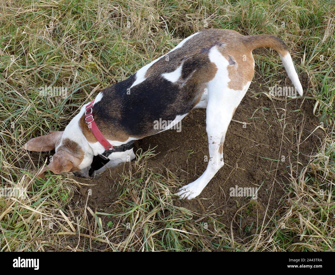 dog digging hole Stock Photo Alamy