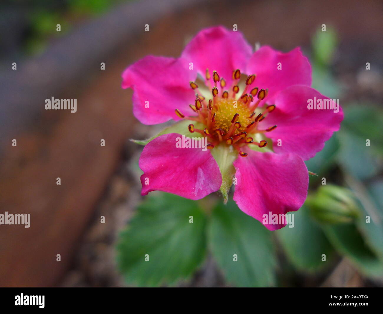 strawberry flower pink Stock Photo - Alamy