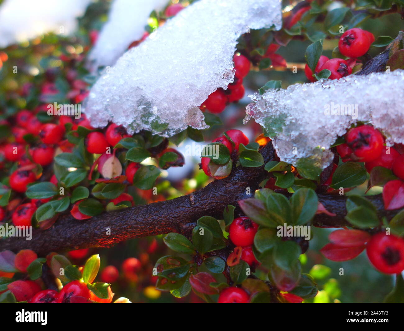 Red Cotoneaster Berries and Green leaves in Winter Snow Stock Photo