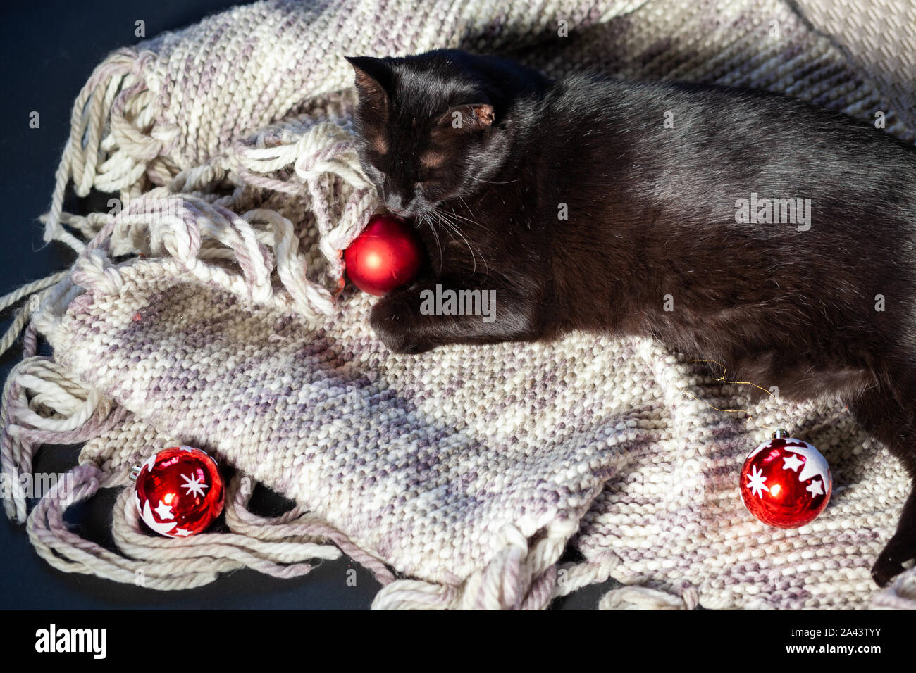 christmas background of black cat playing with decorations Stock Photo ...