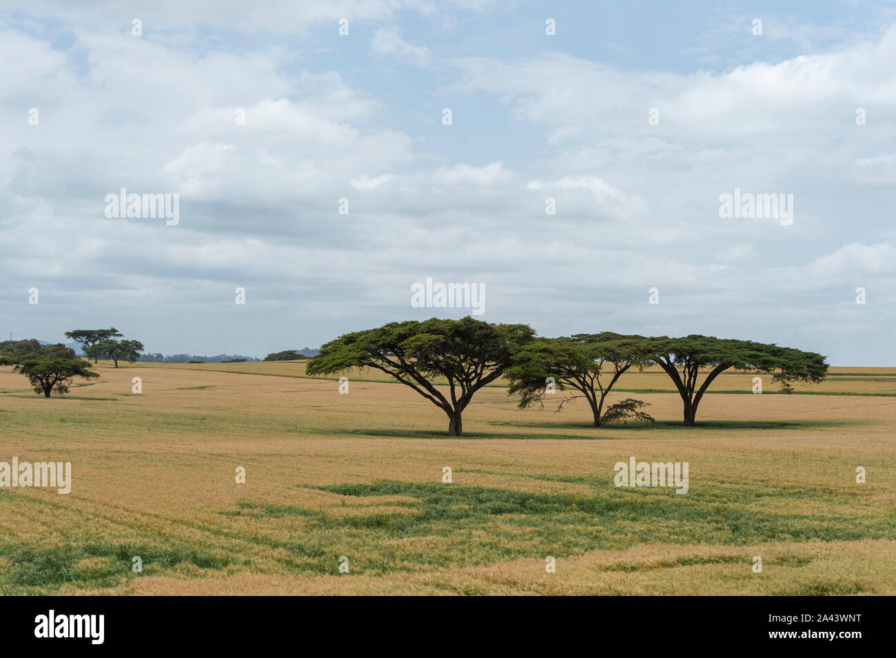 Land under cultiavtion near NArok,Kenya,Africa Stock Photo Alamy