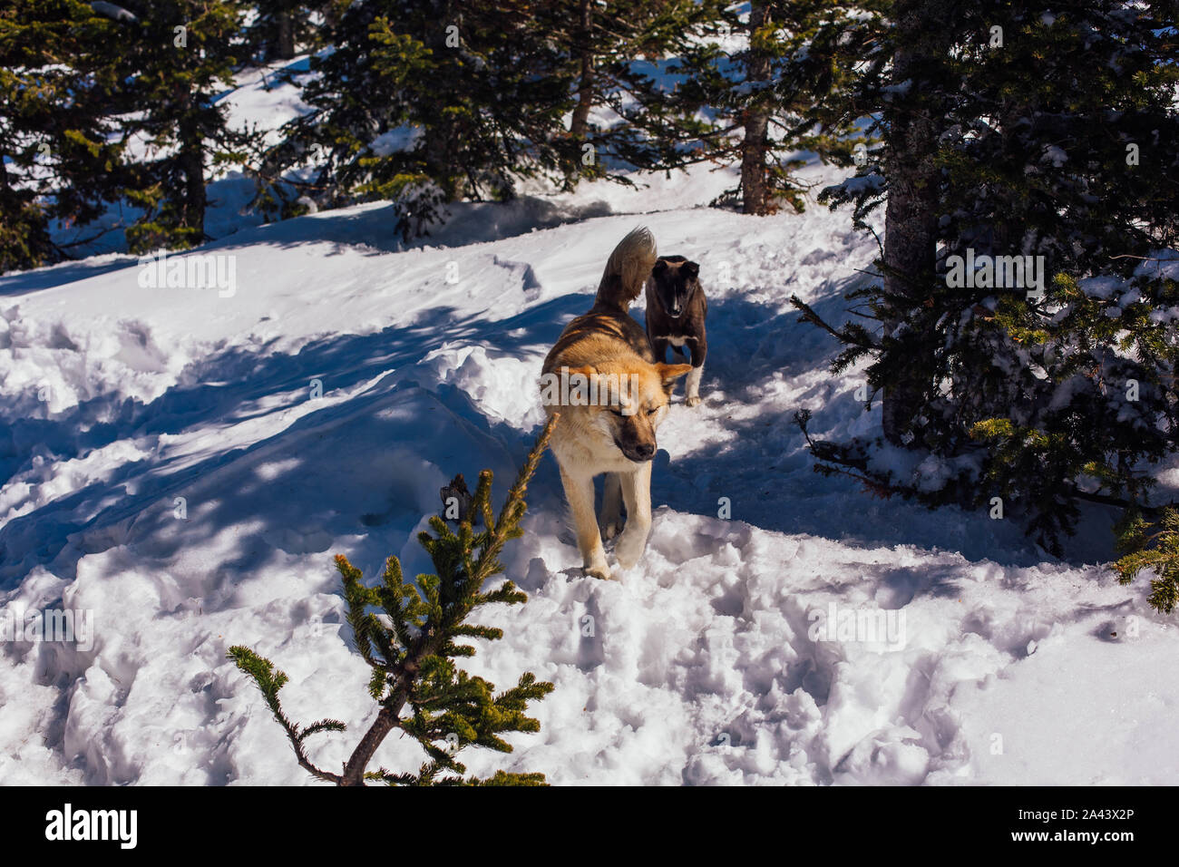 Two dogs in snowy forest in a bright day Stock Photo - Alamy