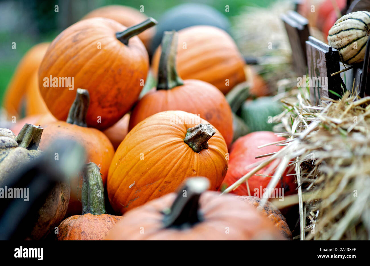 Sandkrug, Germany. 11th Oct, 2019. Colourful pumpkins are offered for sale in a field near Sandkrug in the district of Oldenburg. Credit: Hauke-Christian Dittrich/dpa/Alamy Live News Stock Photo