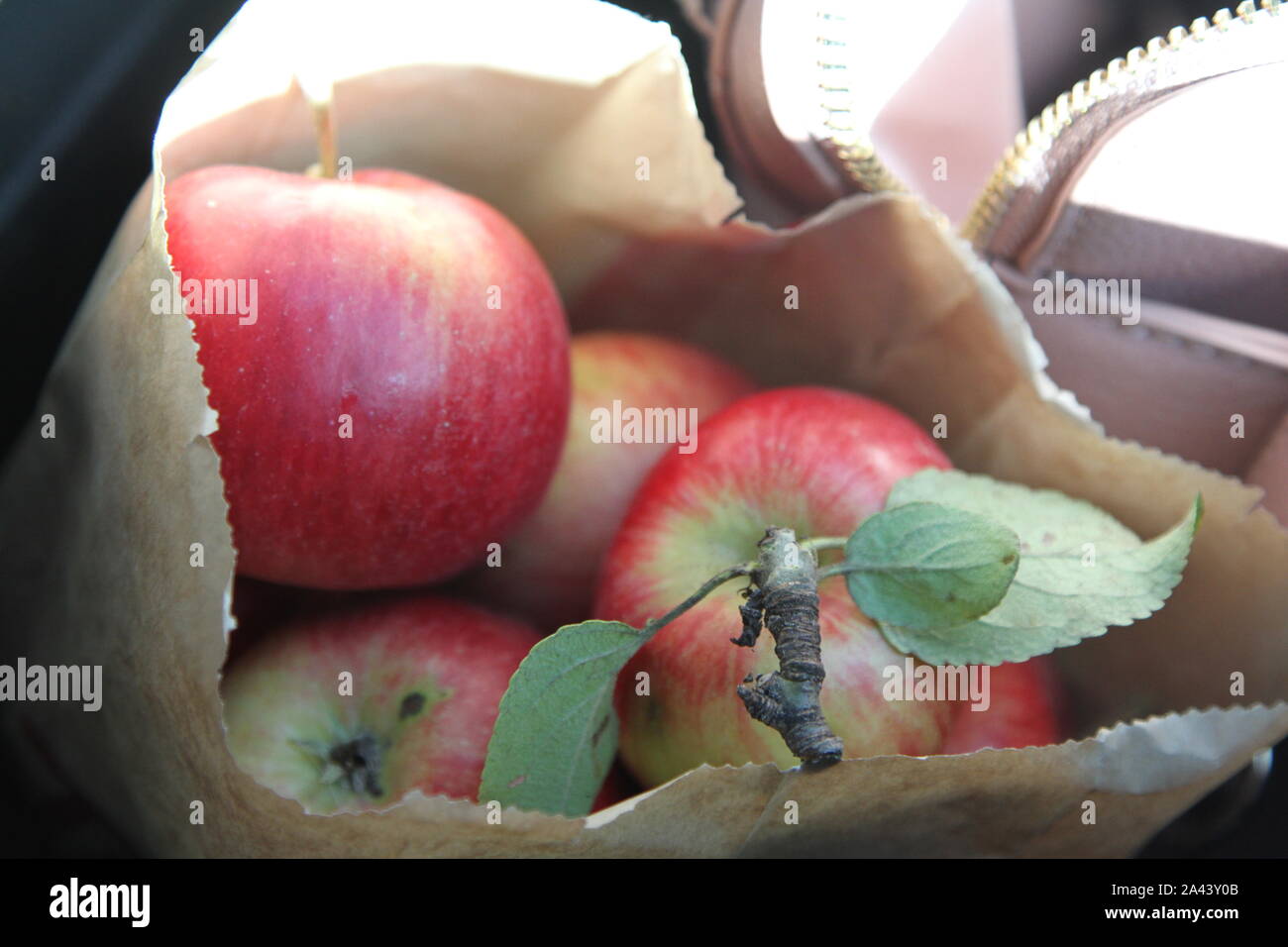 Freshly picked apples in a paper bag Stock Photo