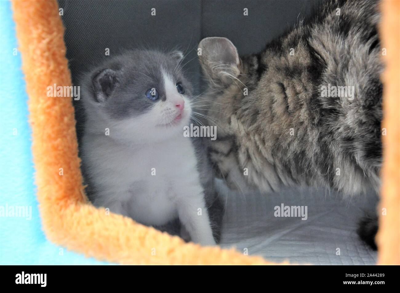 Cloned cat hires stock photography and images Alamy