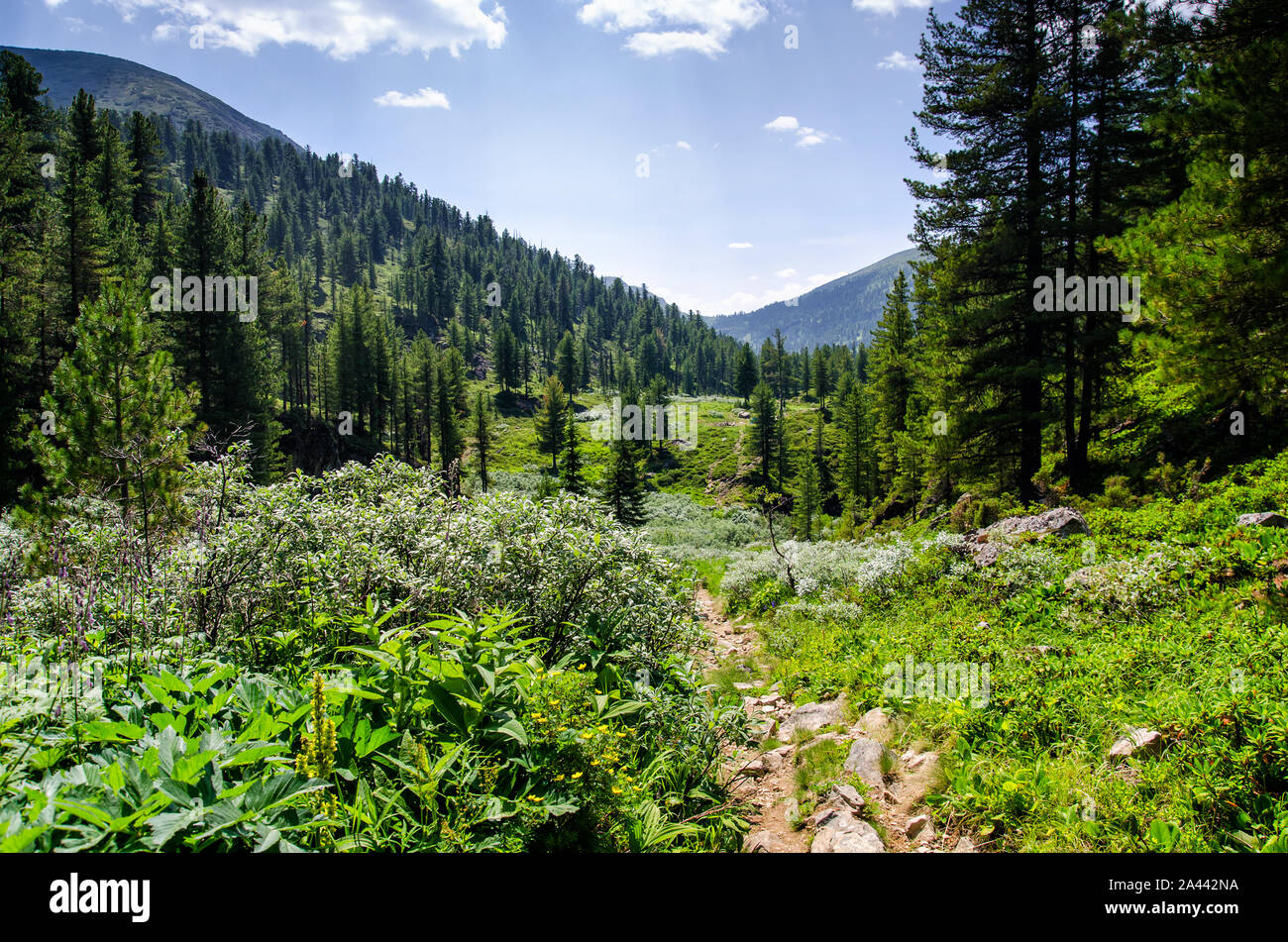 Beautiful pine trees on background high mountains Stock Photo - Alamy