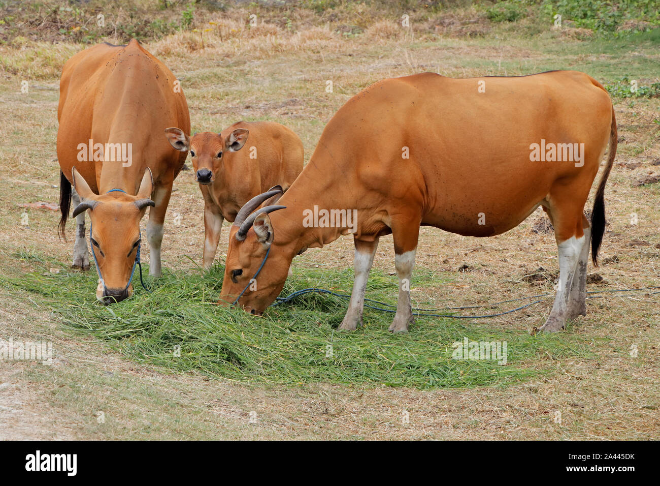 Bali cattle cows and calf - domesticated wild cattle (Javan banteng) from Bali, Indonesia Stock Photo