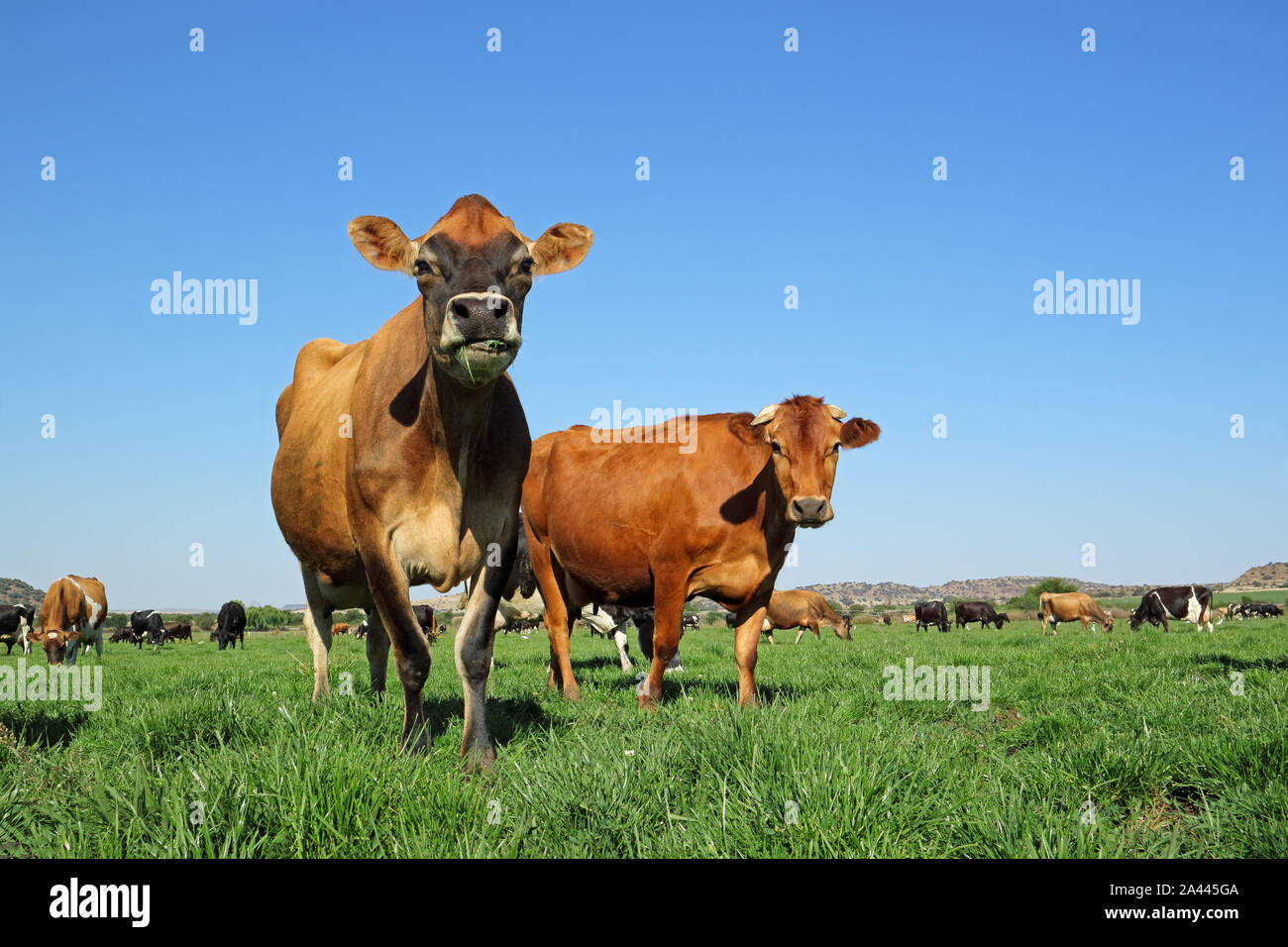 Low-angle view of dairy cows grazing on lush green pasture against a clear blue sky Stock Photo