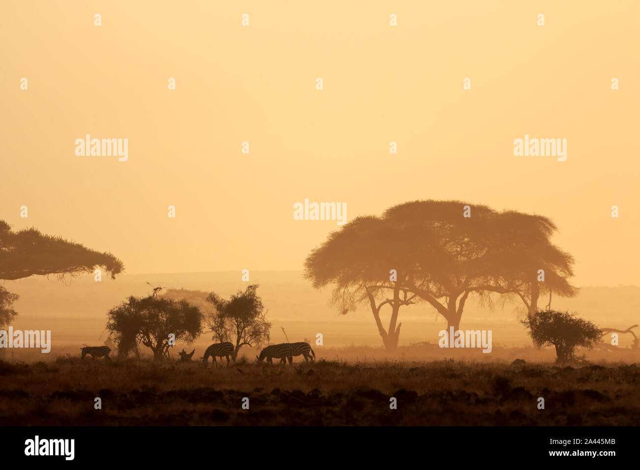 African sunset with silhouetted trees and plains zebras, Amboseli National Park, Kenya Stock Photo