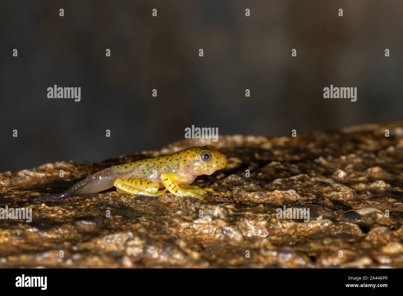 Tadpole of Malabar Gliding Frog seen at Amboli,Maharashtra,India Stock Photo