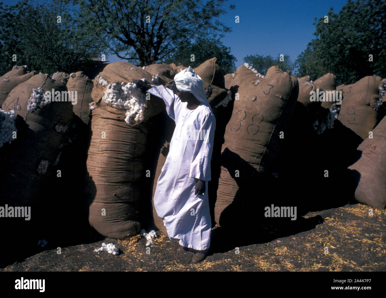 Bags of cotton harvested in the Gezira region of North Sudan Stock Photo